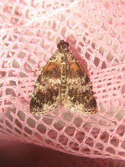 Salma ridiculalis