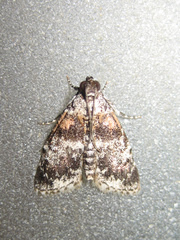 Salma ridiculalis