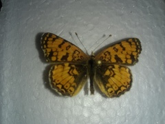 Phyciodes pallida
