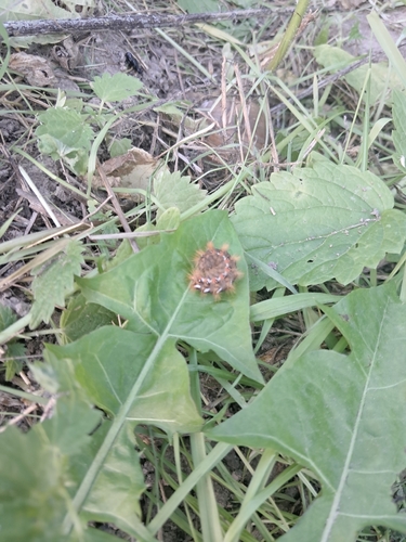 Knot Grass Moth