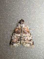 Salma ridiculalis