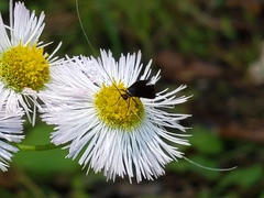 Adela caeruleella