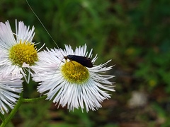 Adela caeruleella
