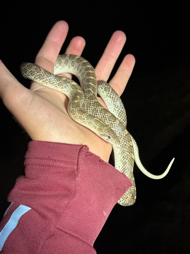 Kansas Glossy Snake