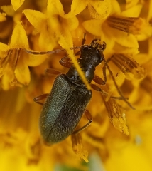 Brachysomida californica