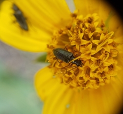 Brachysomida californica