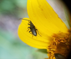 Brachysomida californica