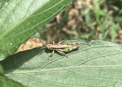 Pseudoxya diminuta