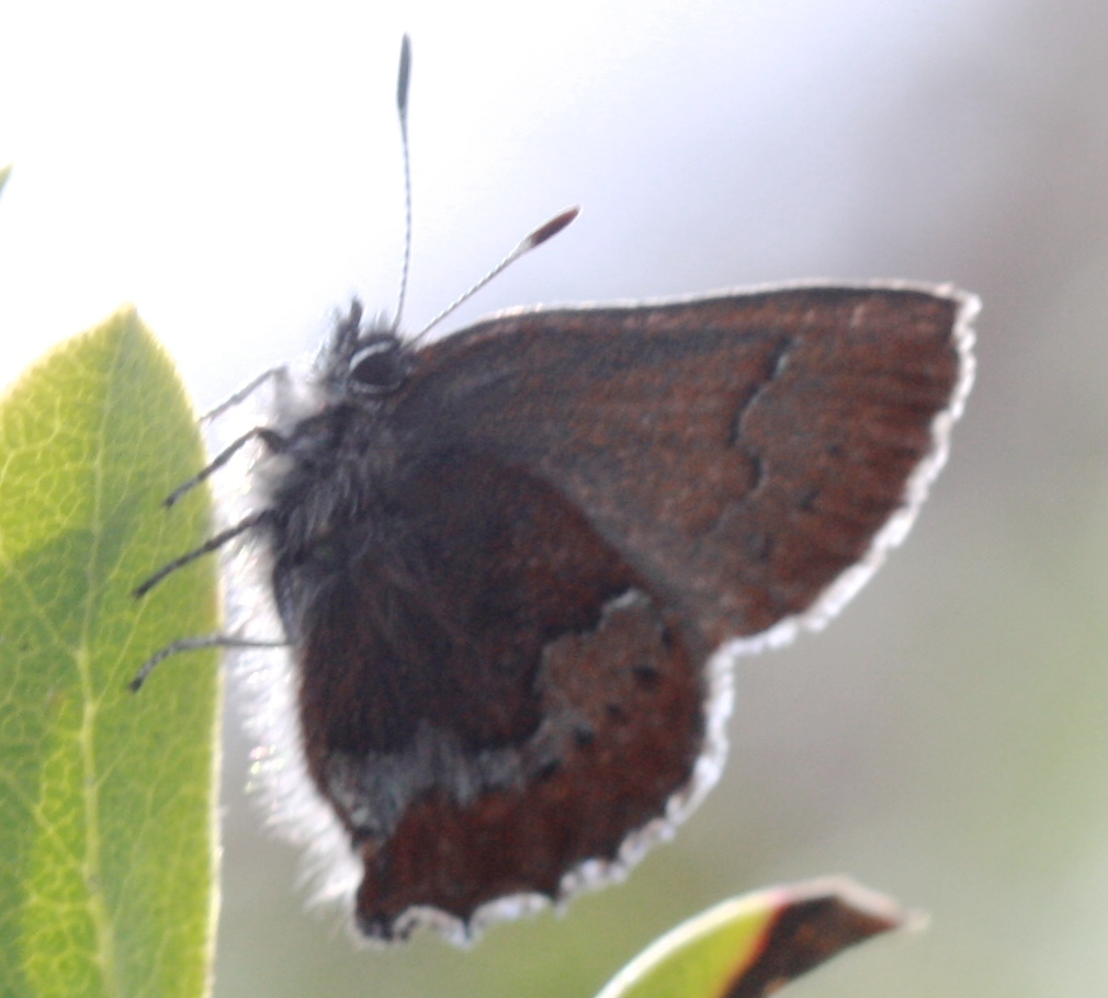 San Bruno elfin butterfly (Butterflies of San Bruno Mountain) · iNaturalist