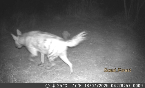 Barbary Hyaena
