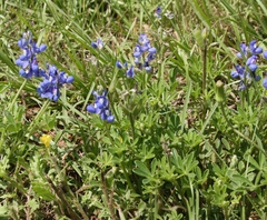 Lupinus subcarnosus