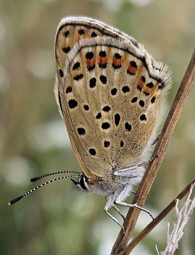 Sooty Copper photo 6