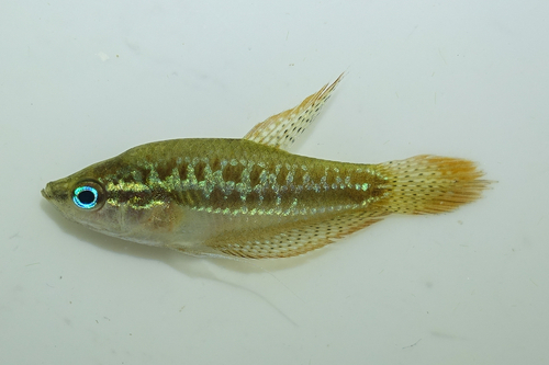 Sparkling gourami (Trichopsis pumila) — Osphronemidae — 3
