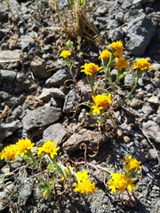 Chaenactis glabriuscula heterocarpha