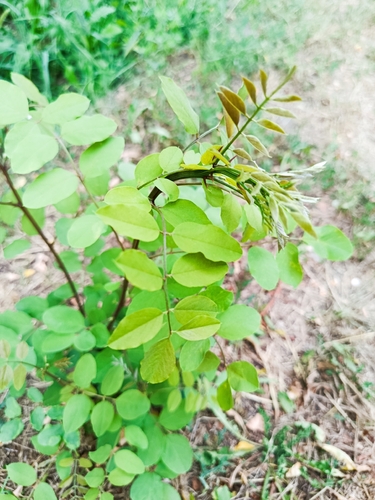black locust