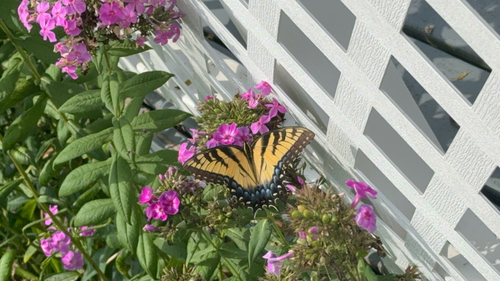 Eastern Tiger Swallowtail