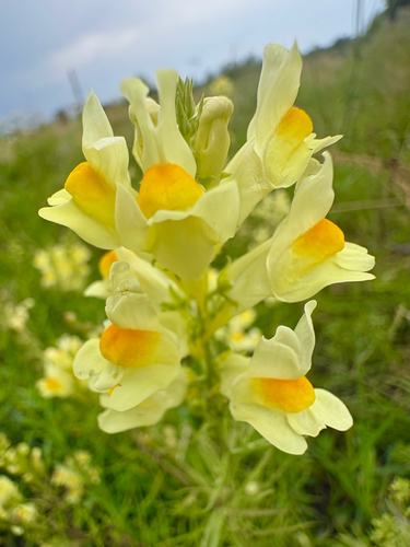 common toadflax