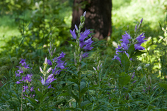 Campanula latifolia