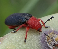 Peloniinae