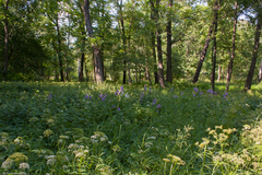 Aegopodium podagraria