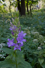 Campanula latifolia