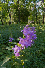 Campanula latifolia