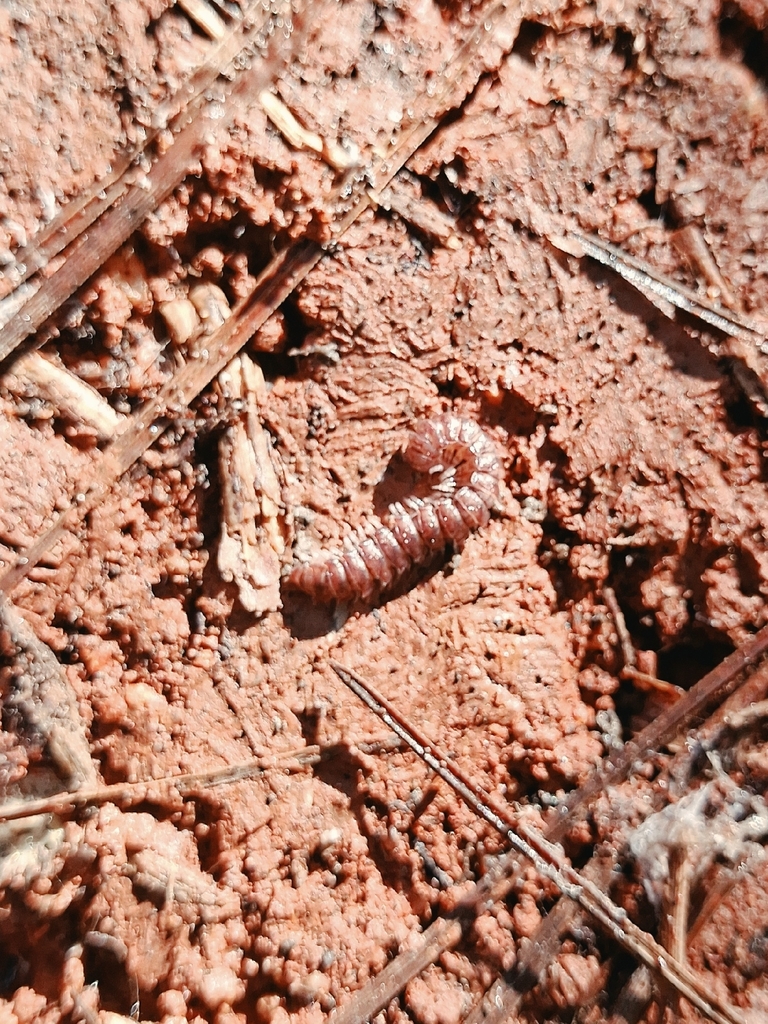 Monenchodesmus michaelseni