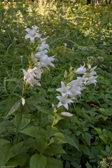 Campanula latifolia