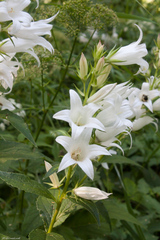 Campanula latifolia