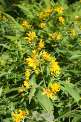 Lysimachia vulgaris