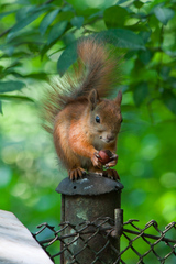 Sciurus vulgaris
