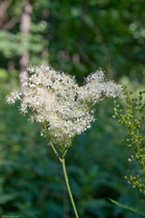 Filipendula ulmaria