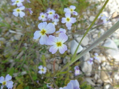 Malcolmia maritima