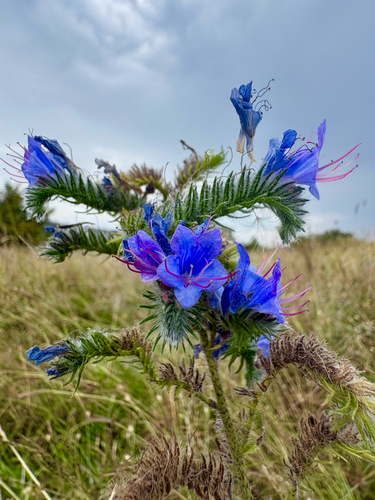 viper's-bugloss