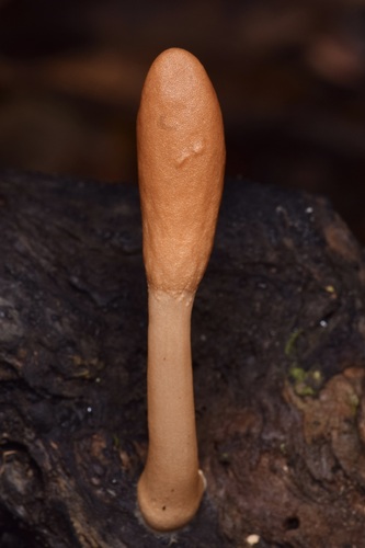 Trichoderma alutaceum