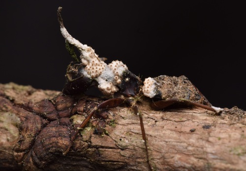 Perennicordyceps