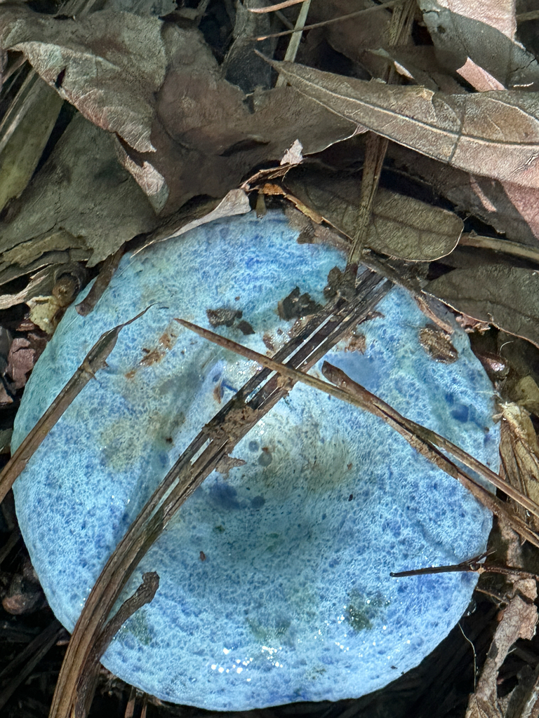 indigo milk cap · August 2026 · photo: Photo: no rights reserved · iNaturalist