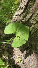 Viola eriocarpa, photograph (c) Carter Ertel, some rights reserved (CC BY)
