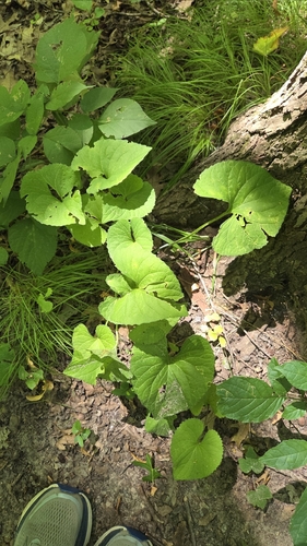 Viola eriocarpa, photograph 6