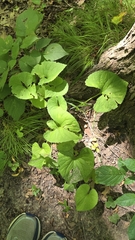 Viola eriocarpa, photograph (c) Carter Ertel, some rights reserved (CC BY)