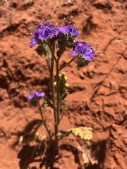 Phacelia crenulata