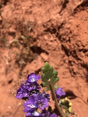 Phacelia crenulata