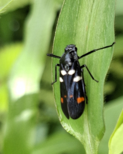 Sugarcane Spittlebug