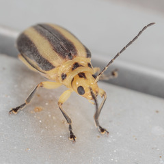 Derospidea brevicollis