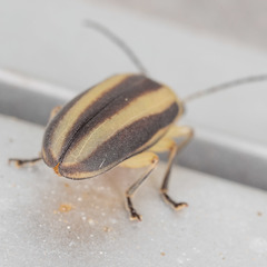 Derospidea brevicollis