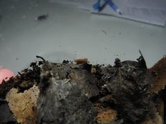 Onomeris
