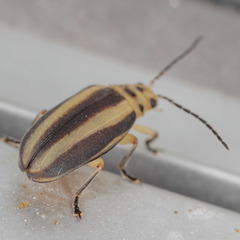 Derospidea brevicollis
