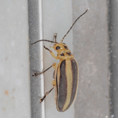 Derospidea brevicollis