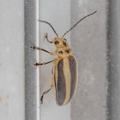 Derospidea brevicollis