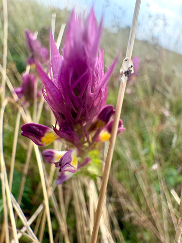 Field Cow-wheat